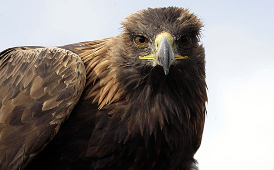 Al cinema con l’aquila – Dimostrazione di falconeria