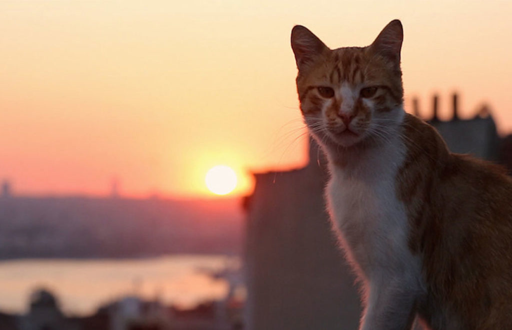 Kedi – La città dei gatti [Nuove repliche]
